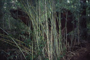 0203 NP Huerquhue.jpg